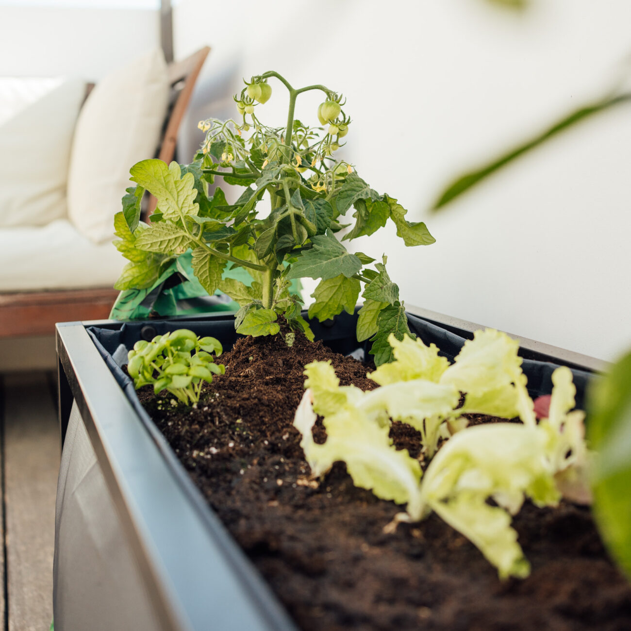 Bruga - Urban Planting