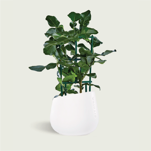 citrina-hystrix-12-cm-vaso-bruga