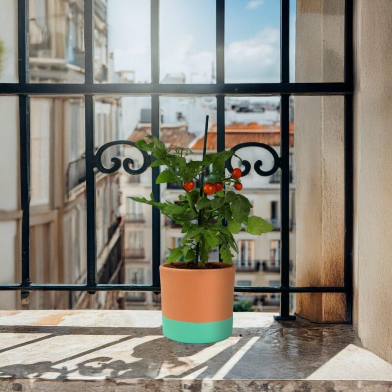 tomateiro-vaso-verde-agua-14cm-bruga