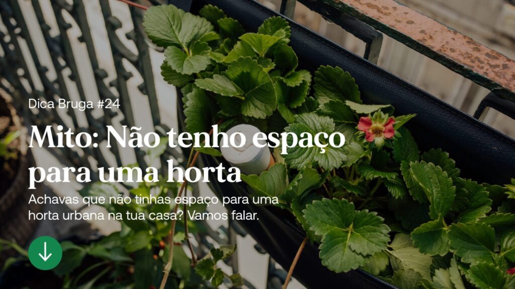 artigo-24-hortas-bruga-2