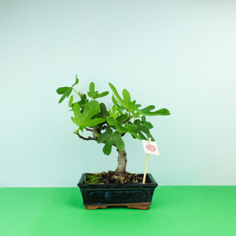 bonsai-figueira-bruga