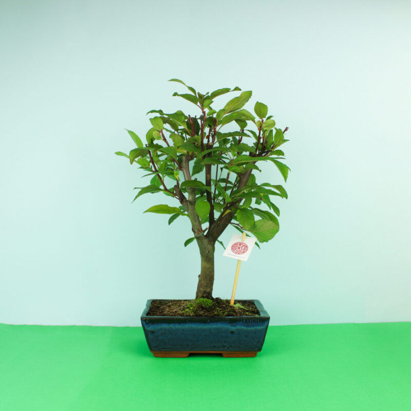 bonsai-macieira-bruga