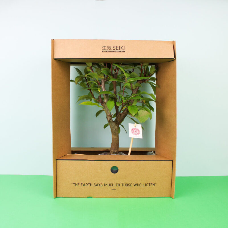 bonsai-macieira-bruga-caixa