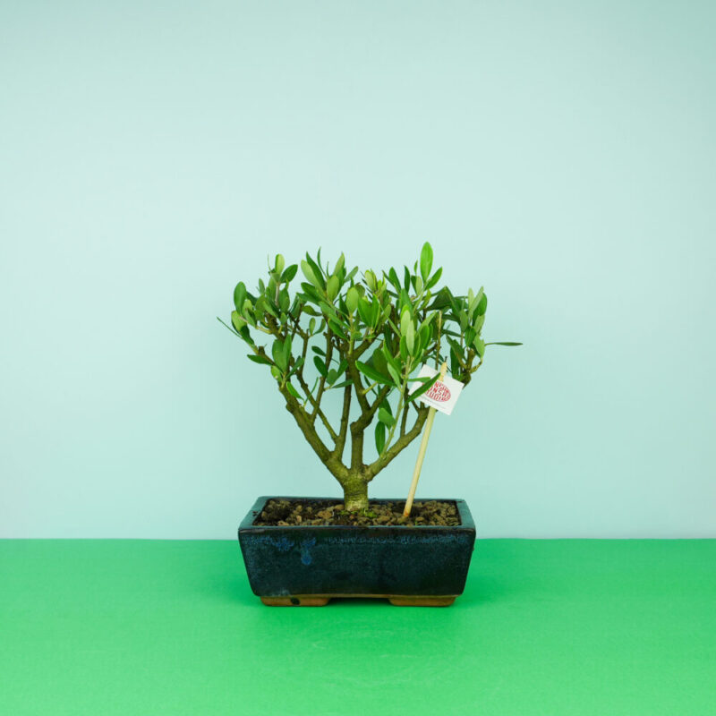 bonsai-oliveira-bruga