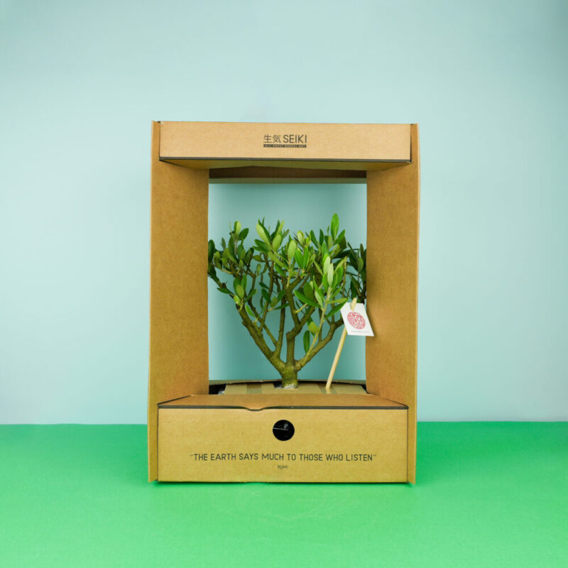 bonsai-oliveira-bruga-caixa