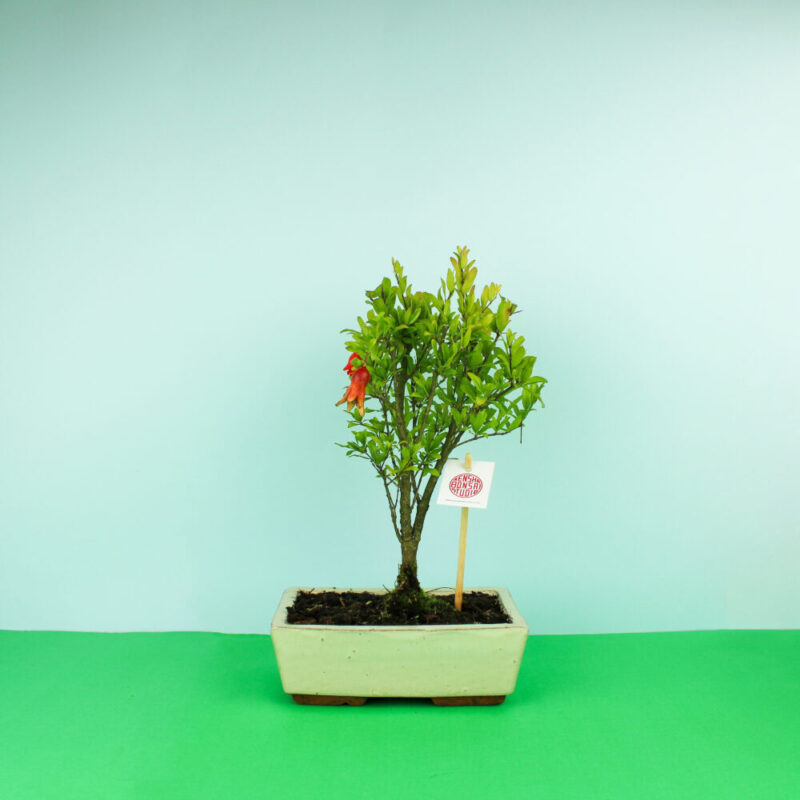 bonsai-romanzeira-bruga