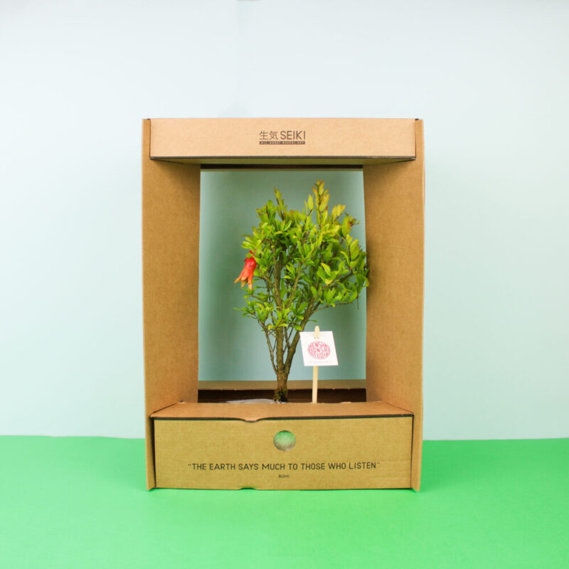 bonsai-romanzeira-bruga-caixa