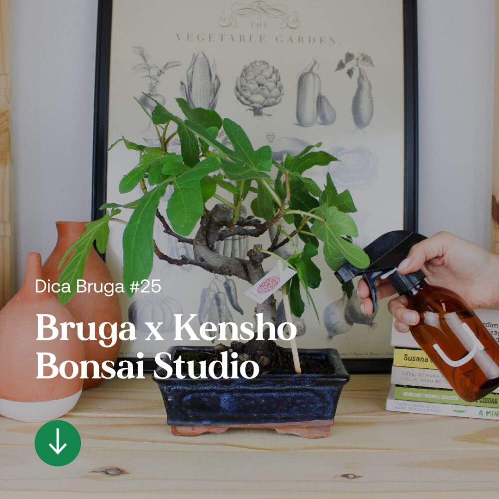 artigo-bruga-kensho-bonsai-studio-1.0