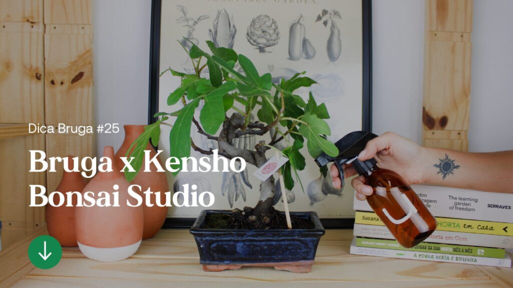 artigo-bruga-kensho-bonsai-studio-1.1
