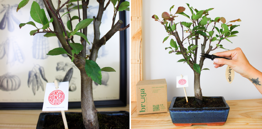 artigo-bruga-kensho-bonsai-studio-1.2