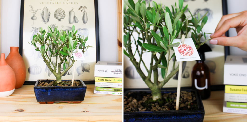 artigo-bruga-kensho-bonsai-studio-1.3