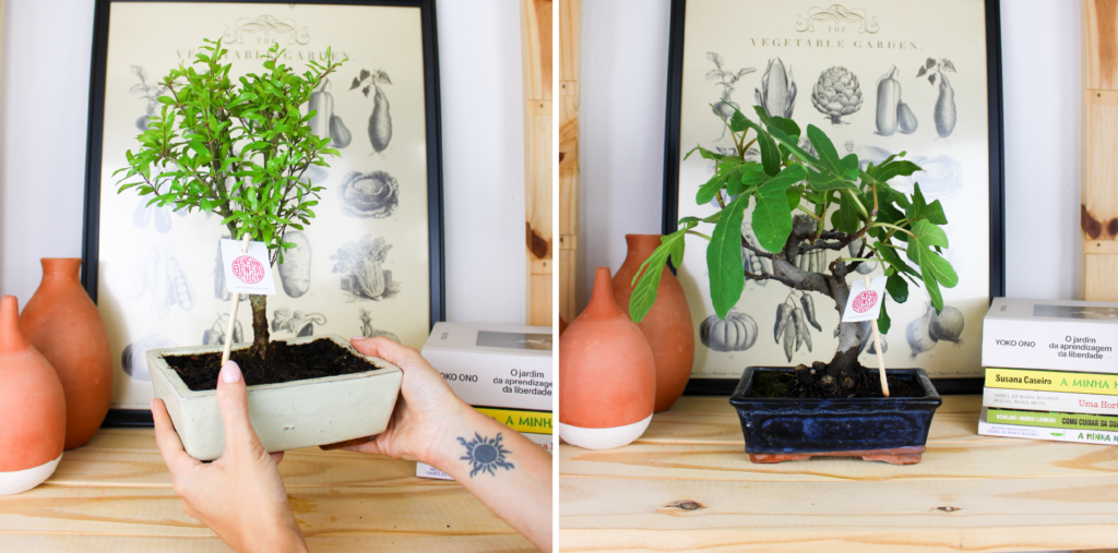 artigo-bruga-kensho-bonsai-studio-1.4