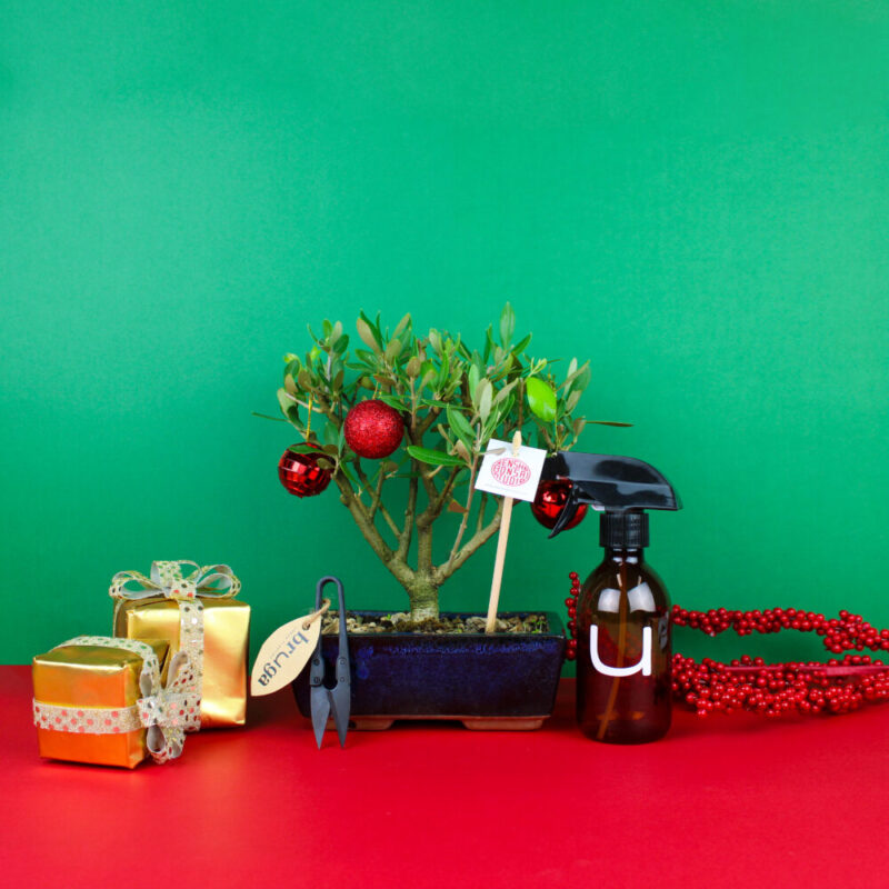 Pack-Natal-Bruga-Bonsai-Oliveira-3