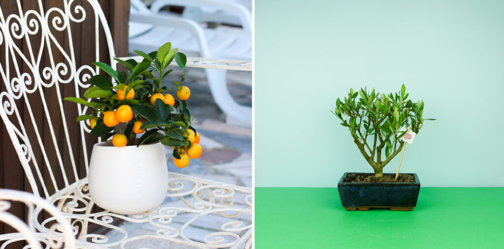 artigo-bruga-recap-2025-4